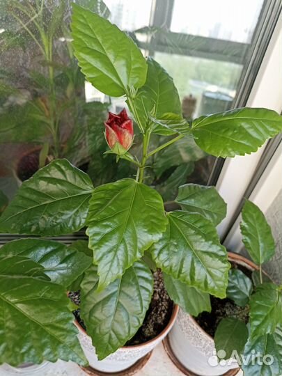 Роза гибискус