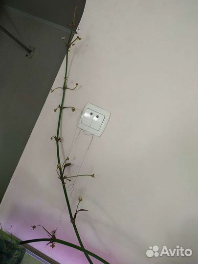 Аквариумные растения
