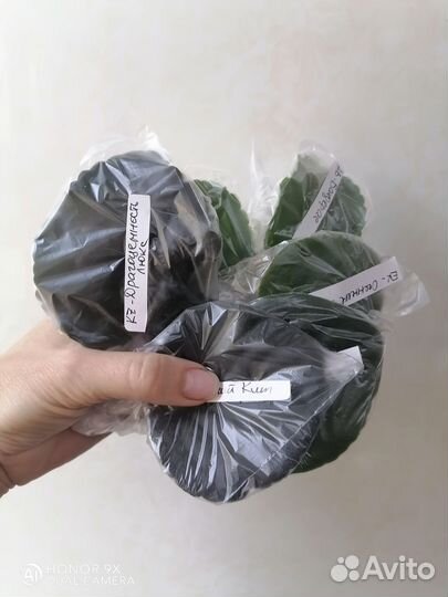 Листочки сортовых фиалок набором