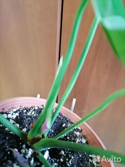 Антуриум сакура, обновлено 27. 09