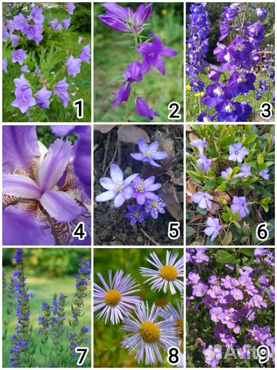 Фиолетовые многолетники