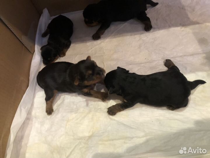 Йоркширский терьер