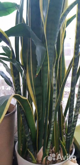 Щучий хвост цветок