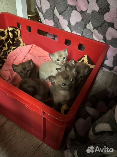 Вязка с бурманским котом