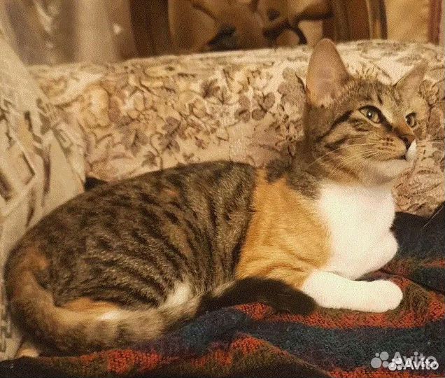 Домовитая весёлая Лея котоФея 1 год ищет дом