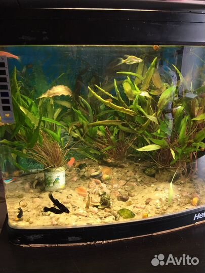 Аквариум