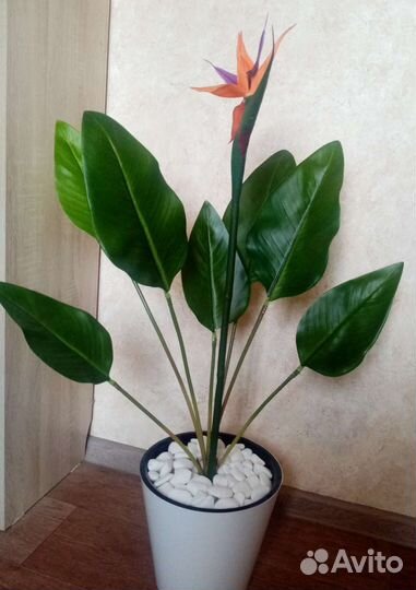 Стрелиция, шефлера