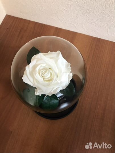 Живая вечная роза