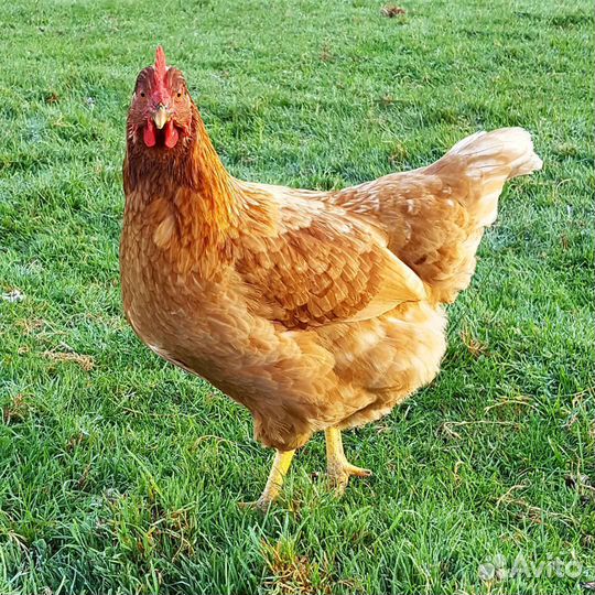 Цыплята суточные разные