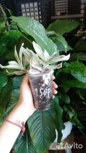 Традесканция белая