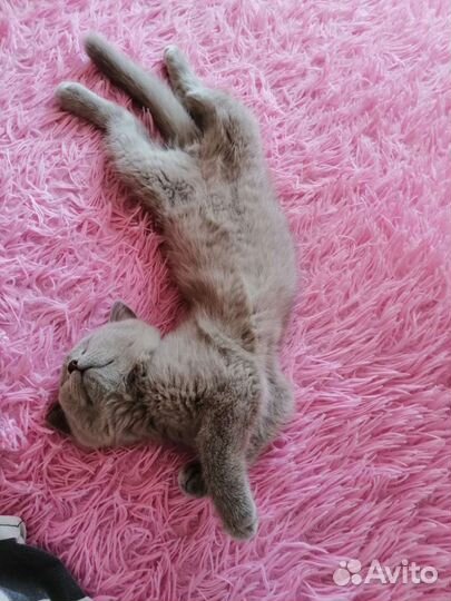 Шотландский котёнок