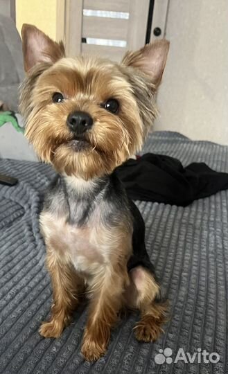 Йоркширский терьер