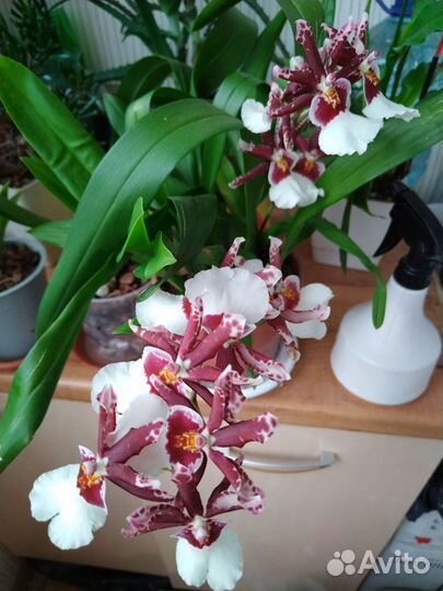 Мильтониопсис