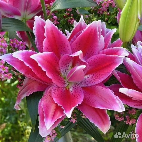 Лилии луковицы экстра класса