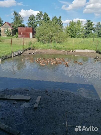 Подсадная утка