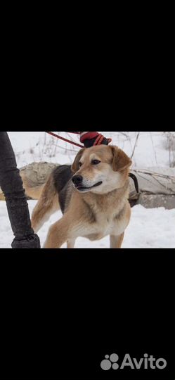 Метис гончей