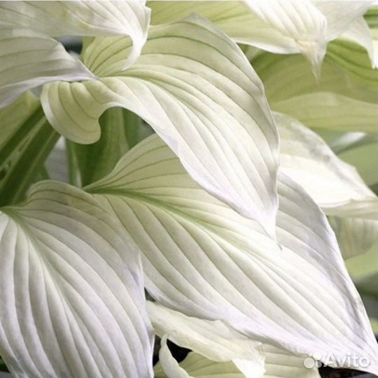 Хоста белое перо WhiteFeather