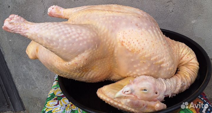 Индюки/ индейка