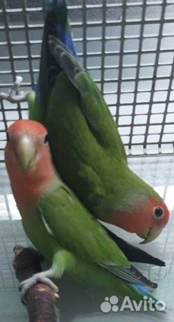 Попугаи волнистые, кореллы, неразлучники, ручные