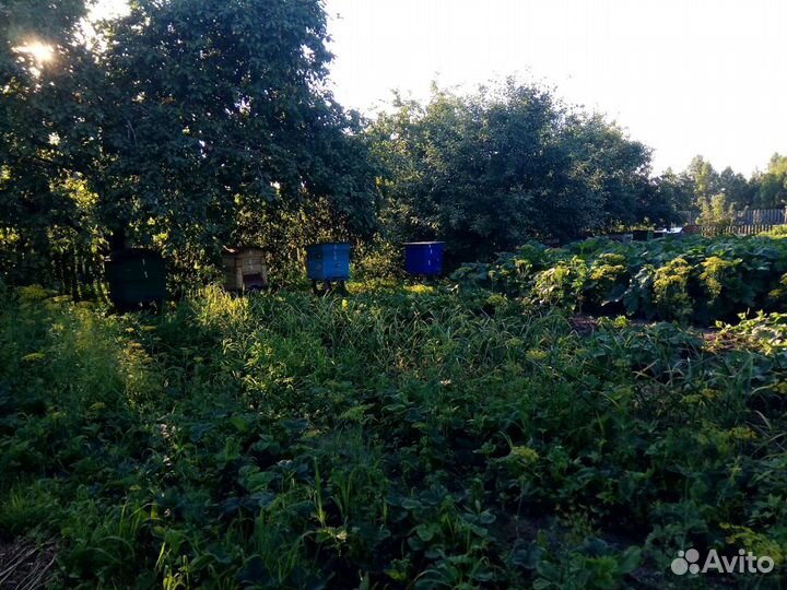 Мед Брянский Рапсовый. Июнь 2023