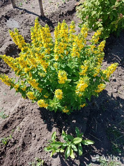 Растения для сада