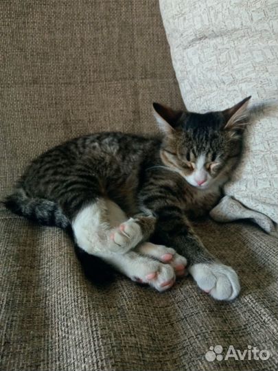 Котик в добрые руки