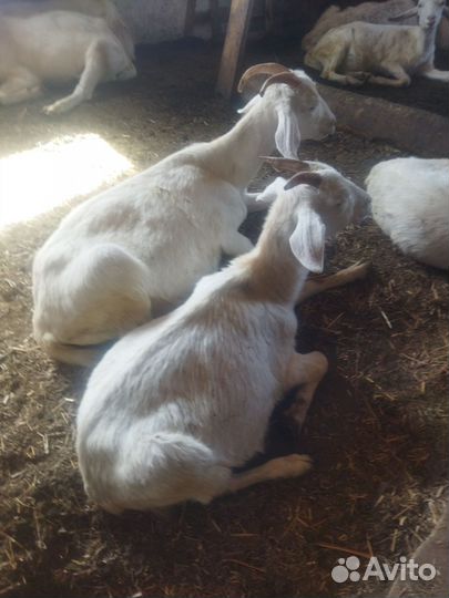 Дойные козы