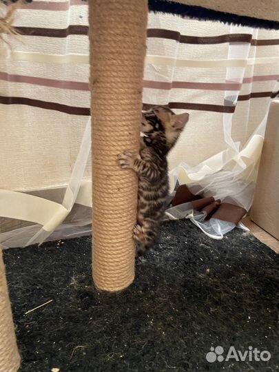 Бенгальские котята