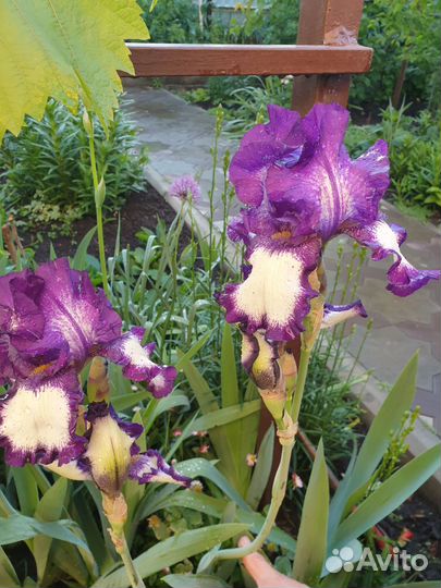 Ирисы бородатые