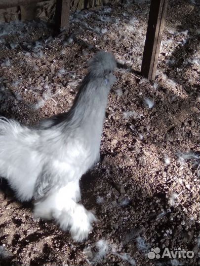 Китайский шелковый петя