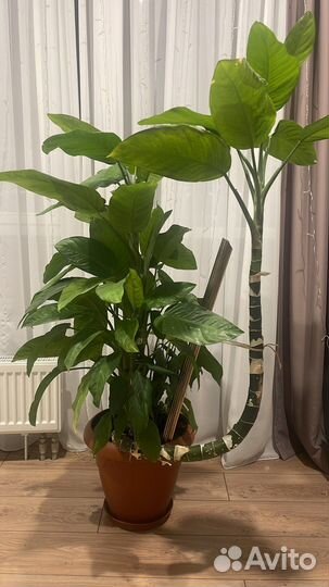 Спатифиллум