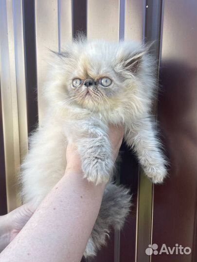 Персидские котята