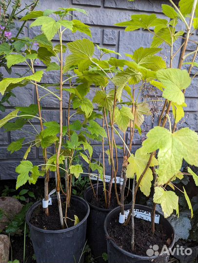 Чёрная смородина Дар Смоляниновой, Ядрёная