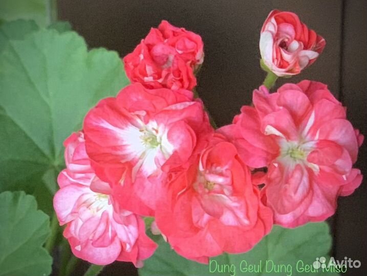 Сортовые пеларгонии 2