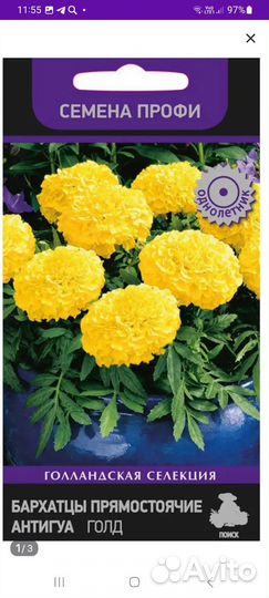 Рассада бархатцев