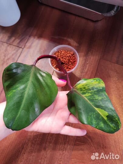 Филодендрон Red Emerald variegate