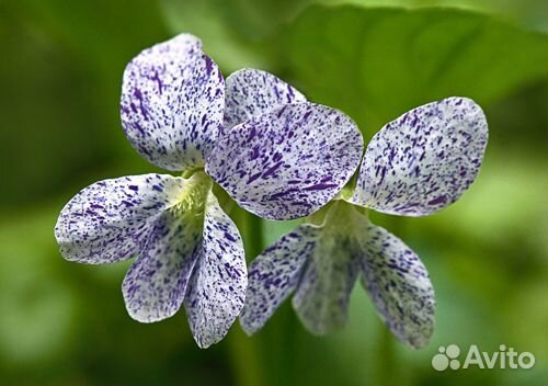 Фиалка мотыльковая сорт Freckles (Веснушки)