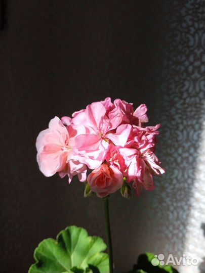 Пеларгония герань