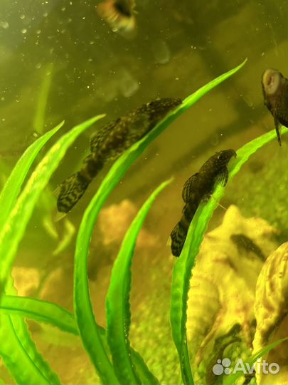 Сомики анциструсы