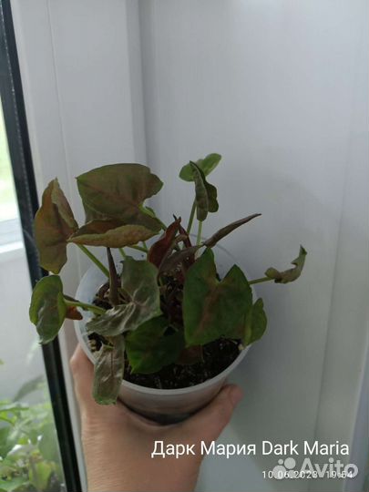 Сингониум на срез