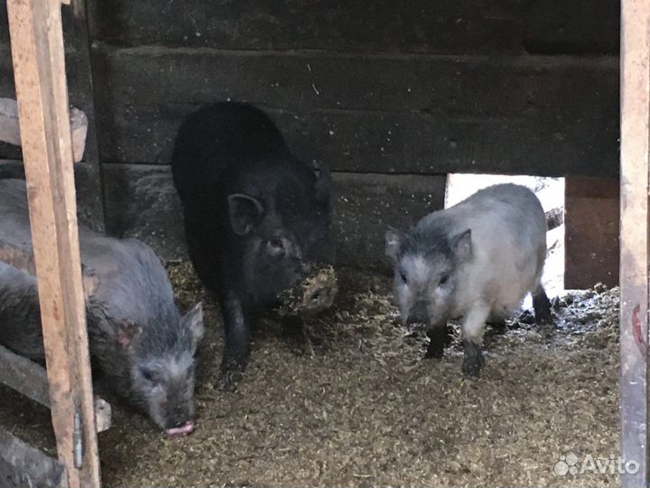 Вьетнамский вислобрюхий поросенок