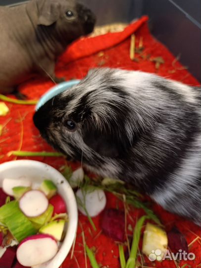 Морские свинки, скинни