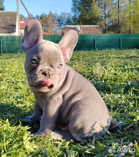 Шоколадный, лиловые, голубые, щенки француз