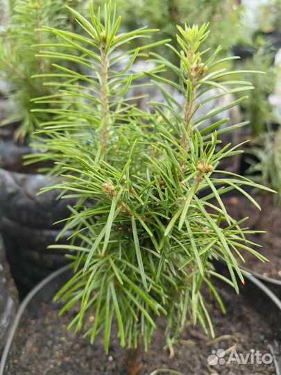 Пихта сибирская