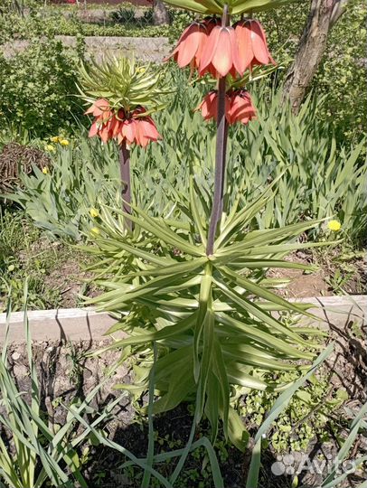 Рябчики императорские