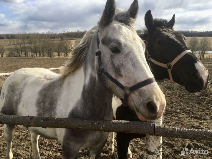 Продам лошадь