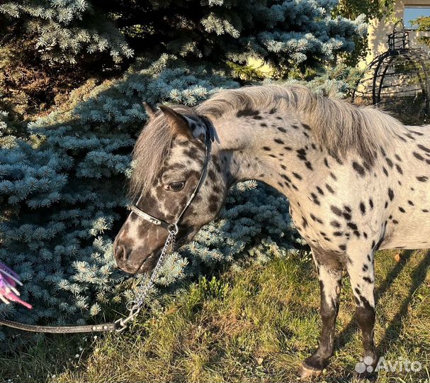 Американская мини лошадь (мини пони аппалуза)