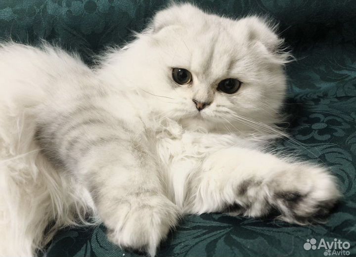 Шотландские котята 2,5 месяца