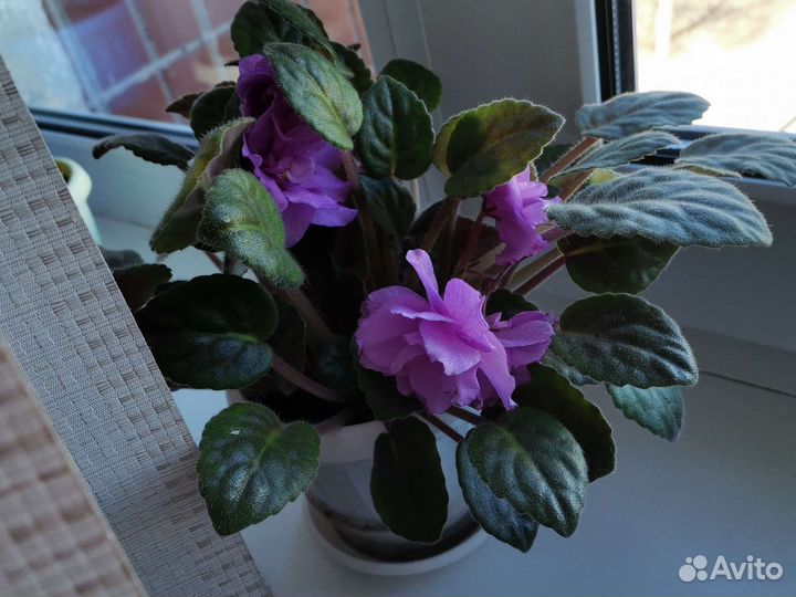 Фиалки продажа