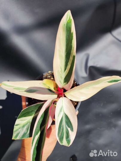 Строманта триколор, детки